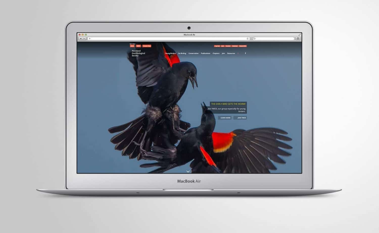New Maryland Ornithological Society Website
